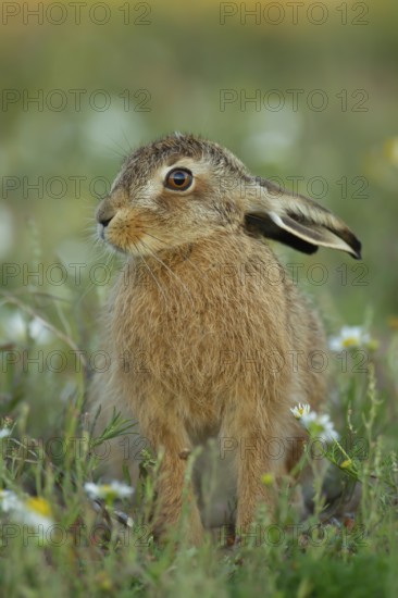 European brown hare (Lepus europaeus) juvenile leveret animal in grassland amongst wildflowers in summer, England, United Kingdom