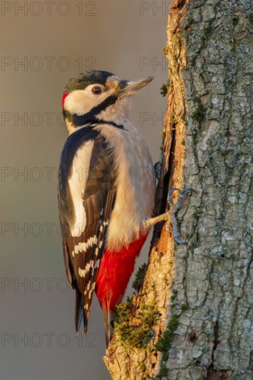 Buntspecht, Dendrocopos major, männl. Great Spotted WoodpeckerDendrocopos major