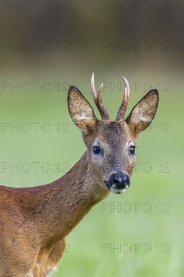 Curious European roe deer (Capreolus capreolus) young buck, male foraging in grassland at forest edge in summer