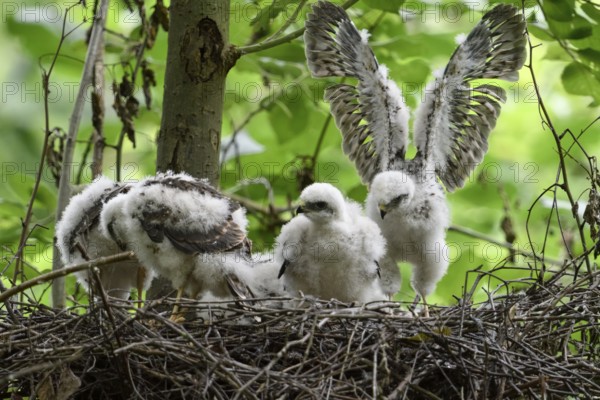 Eurasian Sparrowhawk (Accipiter nisus) chicks in nest, North Rhine-Westphalia, Germany