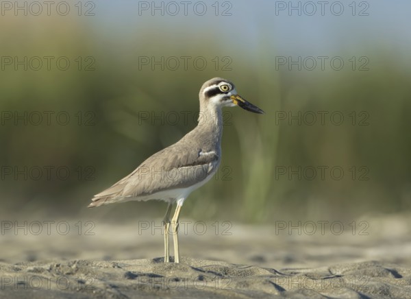 Great Stone-curlew (Esacus recurvirostris) perched on the ground, West Bengal, India