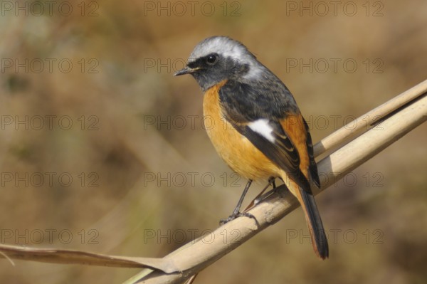 Daurian Redstart (Phoenicurus auroreus) male, Poyang Lake, China