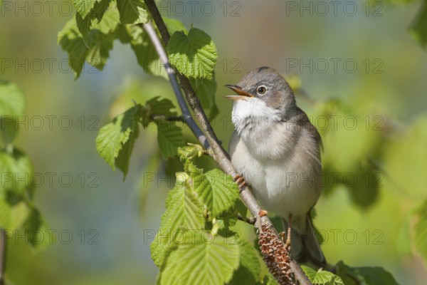 Common Whitethroat - Dorngrasmücke - Sylvia communis ssp. communis, Germany, adult male