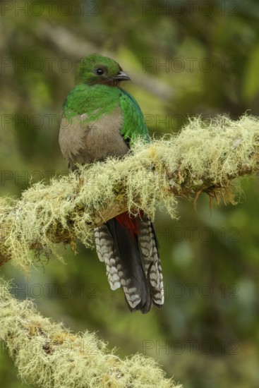 Resplendent Quetzal (Pharomachrus mocinno) perched on a branch in Costa Rica