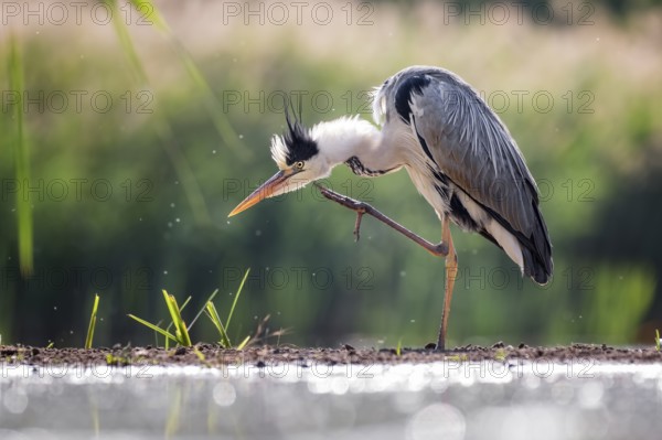 Grey Heron (Ardea cinerea) scratching, Hungary