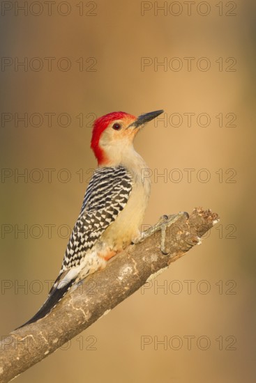 Red-bellied Woodpecker (Melanerpes carolinus), Florida, USA