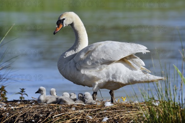 Mute swan (Cygnus olor) with chicks on the nest, North Rhine-Westphalia, Germany