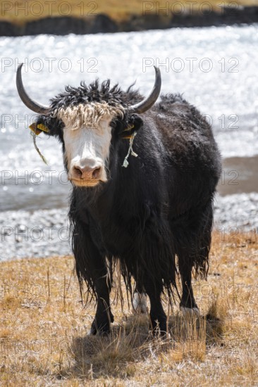 Yak by a river, Burkhan Valley, Terskey Ala-Too, Tien Shan, Issyk Kul Province, Kyrgyzstan