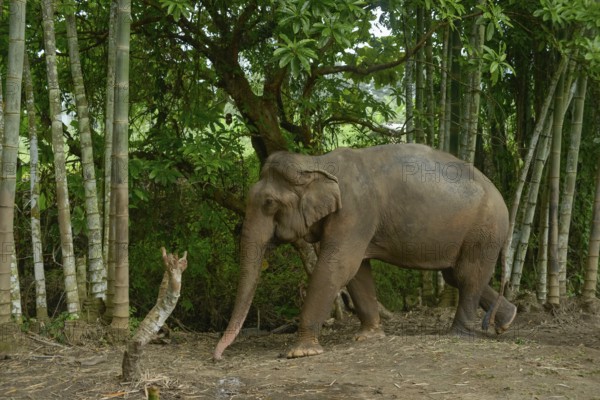 Asian elephant navigating through a dense bamboo forest in Thailand. The scene captures the majestic creature in its natural habitat, surrounded by vibrant greenery