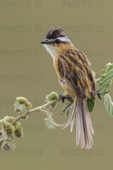 Sharp-tailed Tyrant (Culicivora caudacuta) perched on a branch in the Atlantic rainforest of southeast Brazil