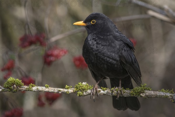 A male blackbird sits on a branch covered with moss, surrounded by red berries. Dark, contrasting plumage, Baden-Württemberg, Germany