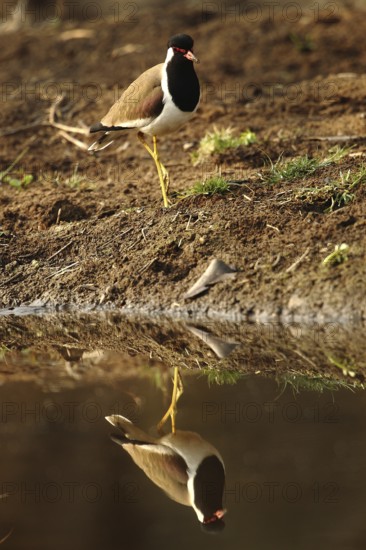 Red-wattled Lapwing (Vanellus indicus), Rajasthan, India