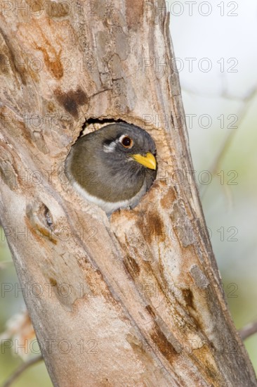 Elegant Trogon Trogon elegans Chiricahua Mountains, Cochise County, Arizona, USA 4 June Adult female Trogonidae