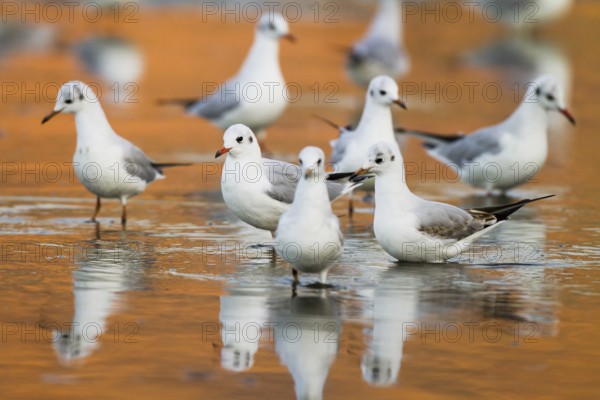 Black-headed Gull (Chroicocephalus ridibundus), Madrid, Spain