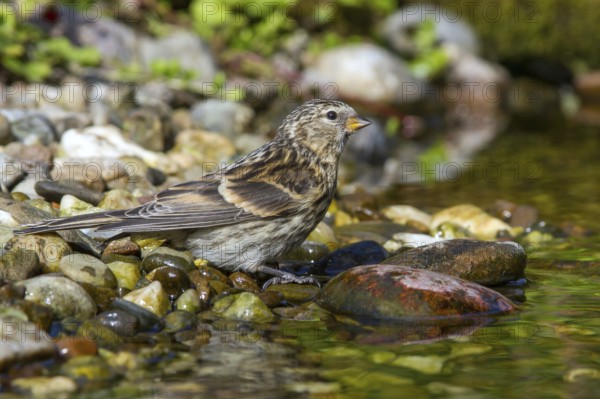 Birkenzeisig - Jungvogel am Bach