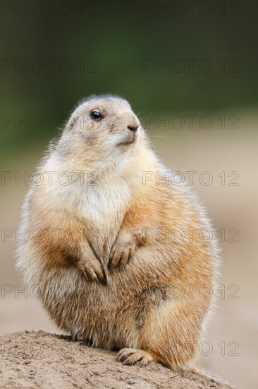 Black-tailed prairie dog (Cynomys ludovicianus) sitting upright on the burrow, North America