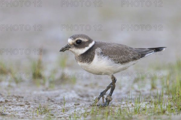 Common Ringed Plover (Charadrius hiaticula) foraging, North Rhine-Westphalia, Germany