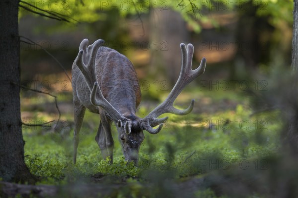 The red deer (Cervus elaphus) savours the fresh shoots of the bilberry, the silvery dots on its forehead are the omnipresent flies, red deer, velvet antlers, spring, change of coat, Germany