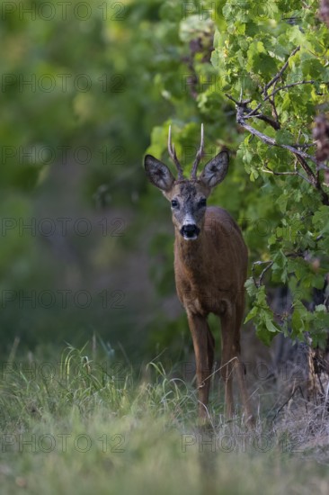 Roebuck in summer, Wittlich, Rhineland-Palatinate, Germany