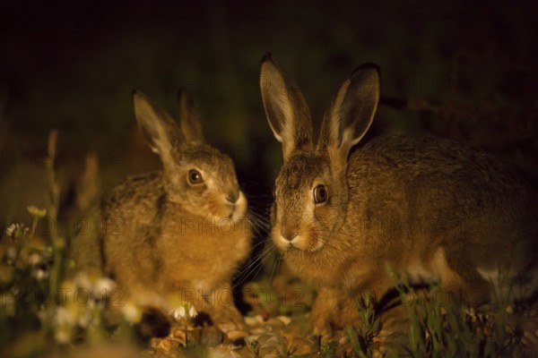 European brown hare (Lepus europaeus) juvenile leveret baby animal with their parent mother in grassland at night in summer, Suffolk, England, United Kingdom