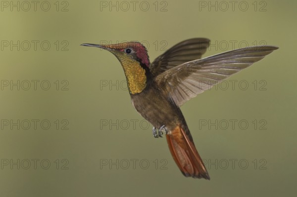 Ruby-topaz Hummingbird (Chrysolampis mosquitus), Trinidad and Tobago