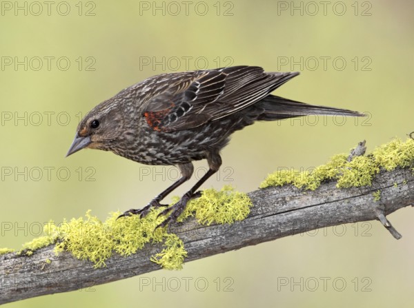 Red-winged Blackbird (Agelaius phoeniceus) female, British Columbia, Canada