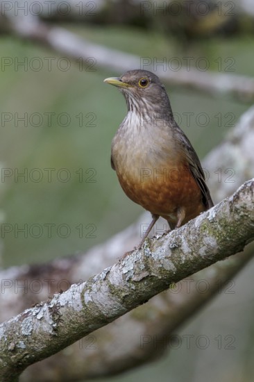 Rufous-bellied Thrush (Turdus rufiventris) perched on a branch in the Atlantic rainforest of southeast Brazil