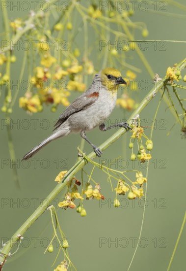 Verdin (Auriparus flaviceps) perched on a flowering branch, Arizona, USA