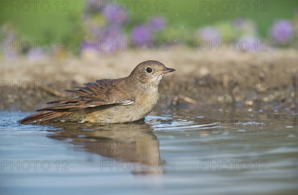 Common Nightingale (Luscinia megarhynchos) standing in water, Aosta Valley, Italy
