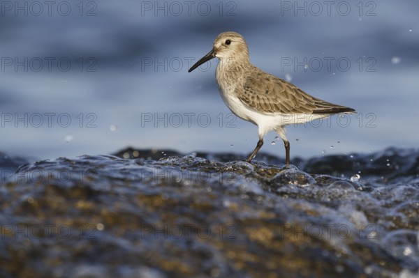 Dunlin (Calidris alpina), Asturias, Spain