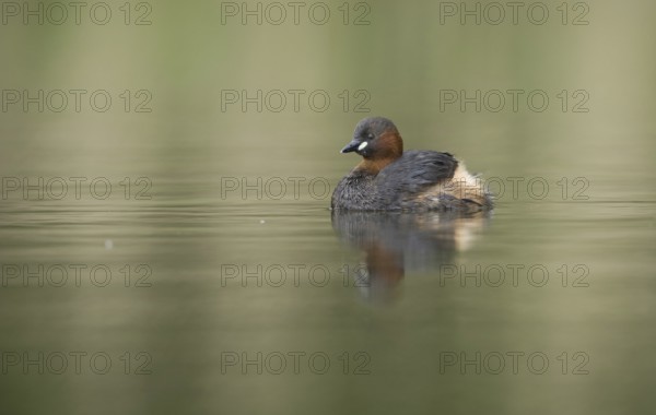 Little Grebe (Tachybaptus ruficollis), Saxony, Germany
