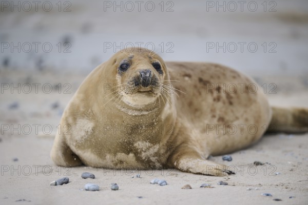 Grey seal (Halichoerus grypus) lying on the beach, Düne, Helgoland, Schleswig-Holstein, Germany