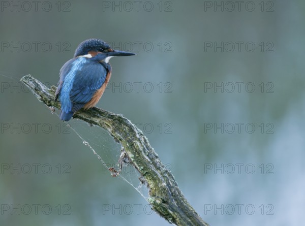 Kingfisher (Alcedo atthis) sitting on an old branch, perch and looking for prey, Lower Saxony, Germany