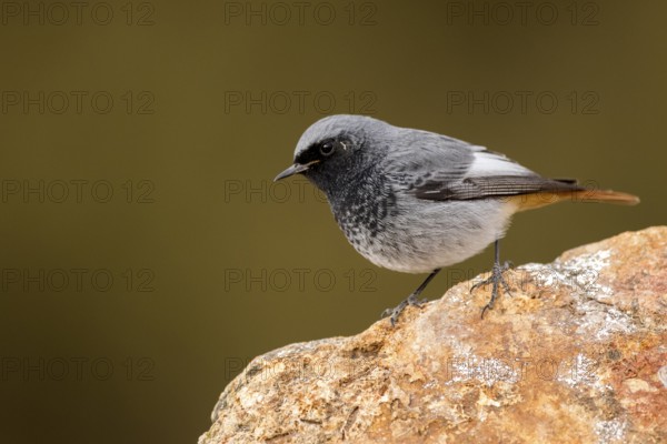 Black Redstart (Phoenicurus ochruros) male perched on a rock, Aragon, Spain