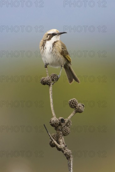 Tawny-crowned Honeyeater (Gliciphila melanops) perched on a branch, Victoria, Australia