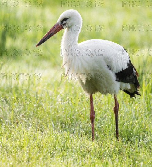 White stork (Ciconia ciconia) foraging in a meadow, Lower Saxony, Germany