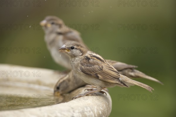 House sparrow (Passer domesticus) three adult male garden birds drinking on a bird bath in summer, Suffolk, England, United Kingdom