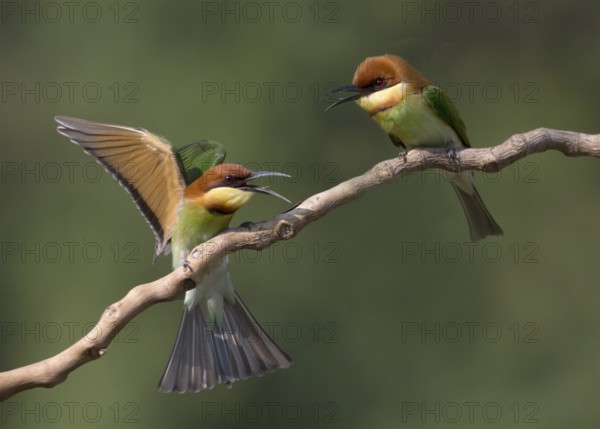 Chestnut-headed Bee-eater (Merops leschenaulti) disputing, perched on a branch, Penang, Malaysia