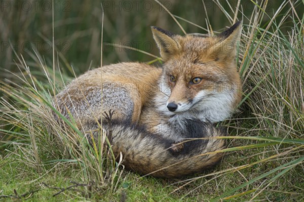 Red Fox (Vulpes vulpes) adult resting in grassland, Netherlands