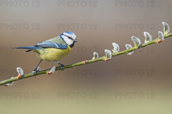 Eurasian Blue Tit (Cyanistes caeruleus) perched in flowering willow tree, Aosta Valley, Italy