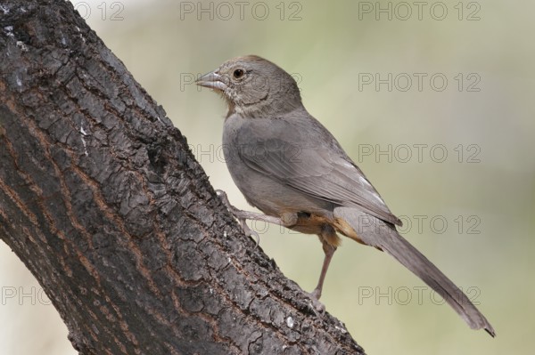 Canyon Towhee (Melozone fusca), Arizona, USA
