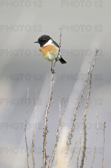 Stonechat (Saxicola rubicola), male sitting on a branch, Lake Neusiedl National Park, Seewinkel, Burgenland, Austria