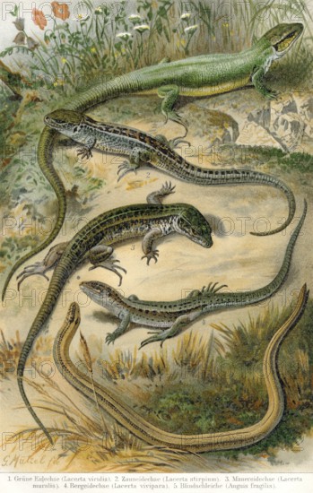 True lizards, historical graphic representation, 1896, historische Zeichnung, 1896, Echte Eidechse (Lacertidae)
