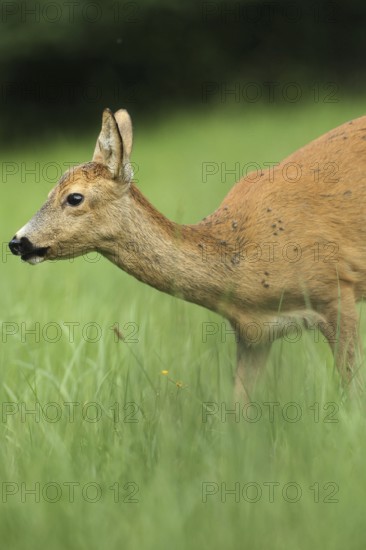 European roe deer (Capreolus capreolus) plagued by flies in the meadow, Allgäu, Bavaria, Germany