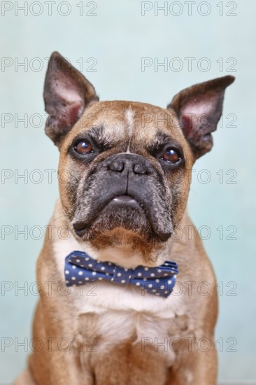 Portrait of cute fawn French Bulldog dog with blue bow tie in front of pastel blue studio background