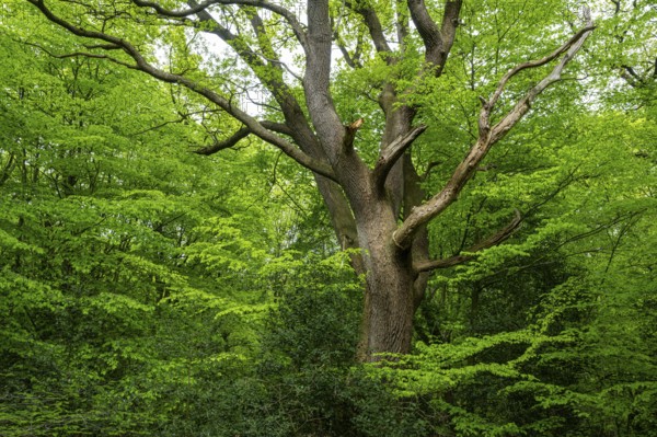 Spring in the Baumweg jungle, Emstek, Lower Saxony, Germany