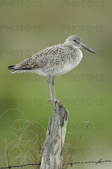 Willet (Tringa semipalmata), Texas, USA