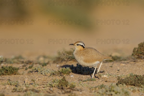 Cream-colored Courser (Cursorius cursor), Fuerteventura, Spain