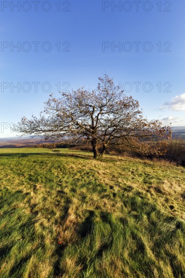 Oak (Quercus) with autumn-coloured leaves, solitary oak on a mountain top, Köterberg, Lügde, Weserbergland, North Rhine-Westphalia, Germany
