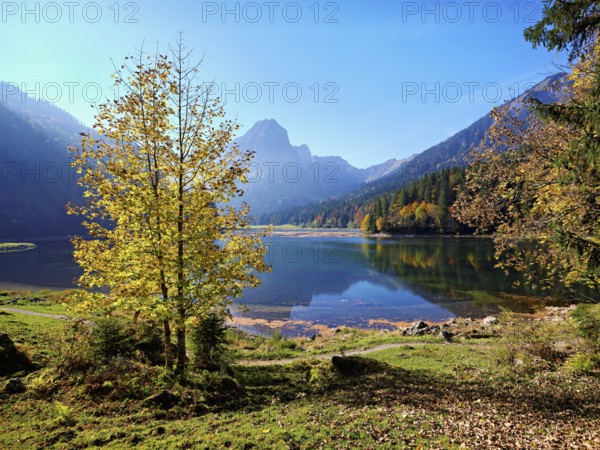 Autumn-coloured sycamore maple (Acer pseudo plantanus), at Obersee, Näfels, Canton Glarus, Switzerland